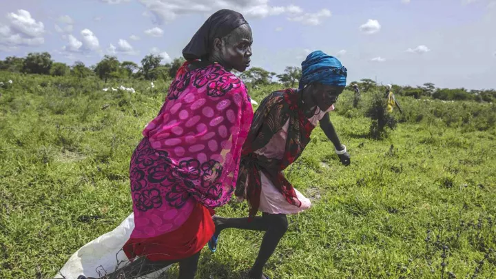 Frauen sind meist zuerst zur Stelle, um Nahrungsmittel-Lieferungen einzusammeln und zu verteilen.
