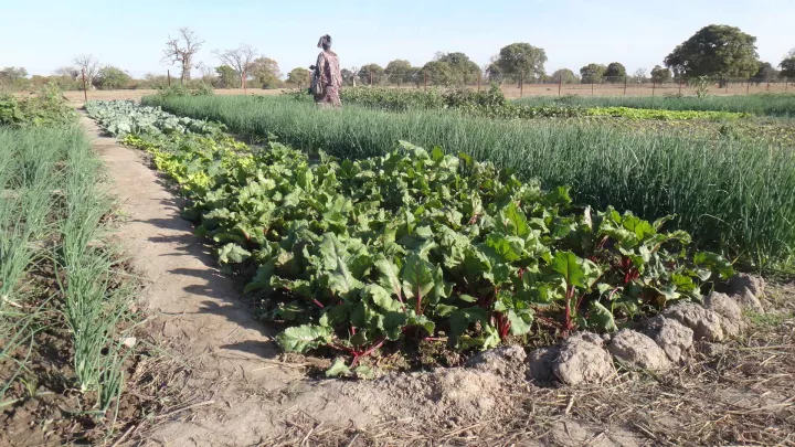 Ernte Sourountouna World Vision