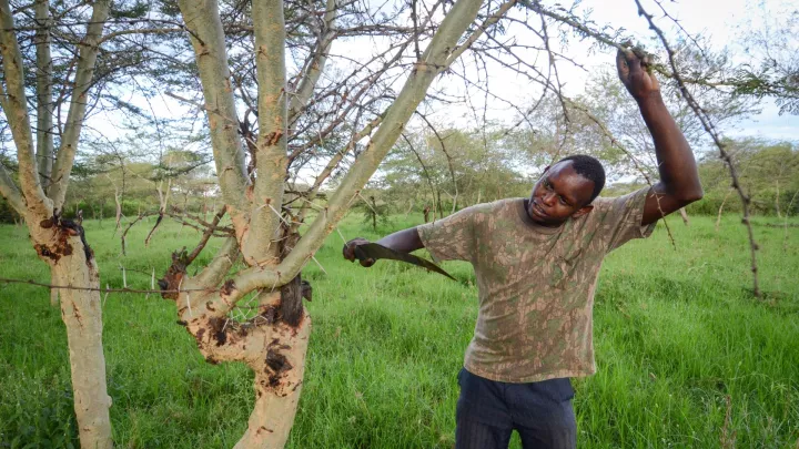 World Vision entwickelt für den Klimaschutz die FMNR Methode