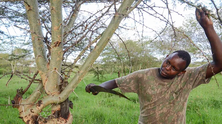 Kleinbauer beschneidet einen Baum