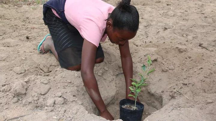 afrikanische Frau pflanzt einen Dürre-resistenten Setzling