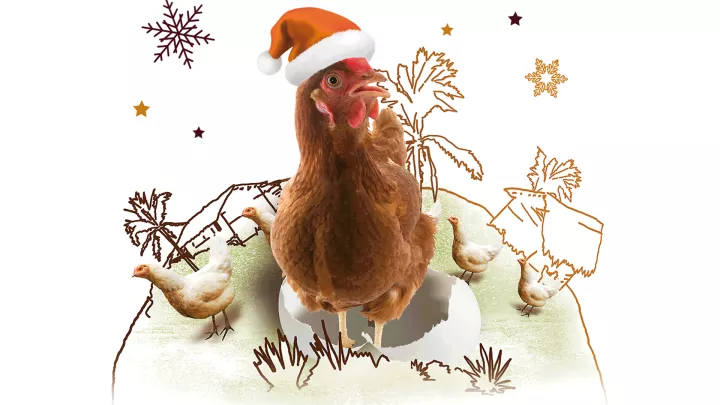 Ein Hahn und zwei Hennen