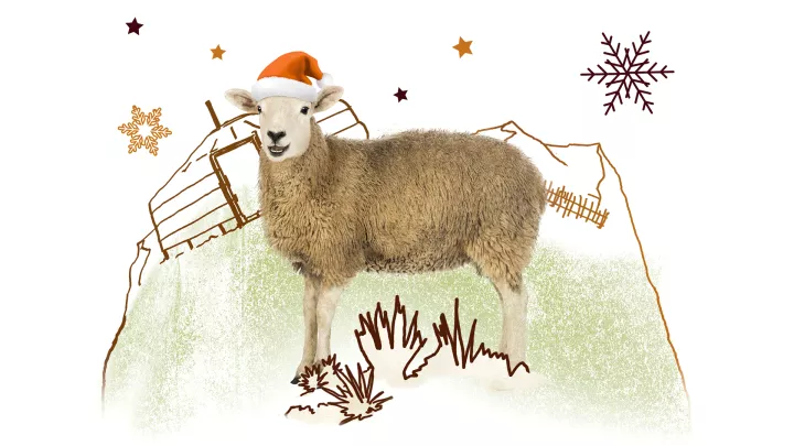 Weihnachtsschaf