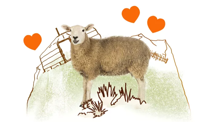 Ein Schaf