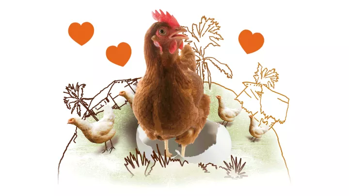 Zwei Hühner, ein Hahn