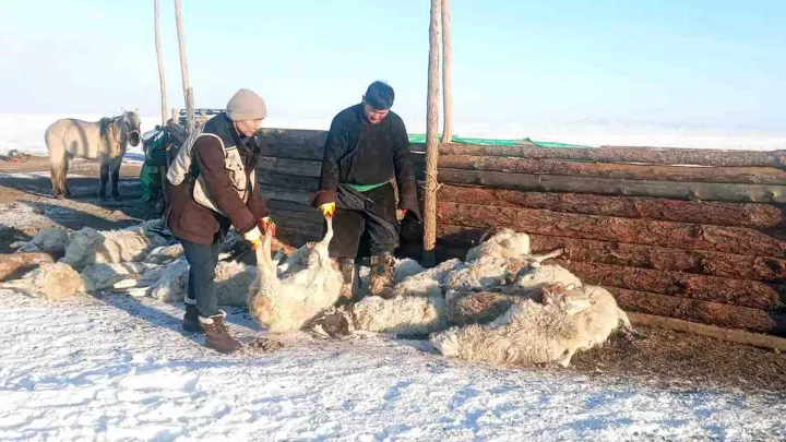 Verendete Tiere durch Dürre in der Mongolei
