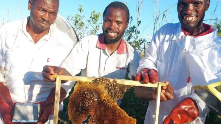 Bienenhaltung in Eswatini