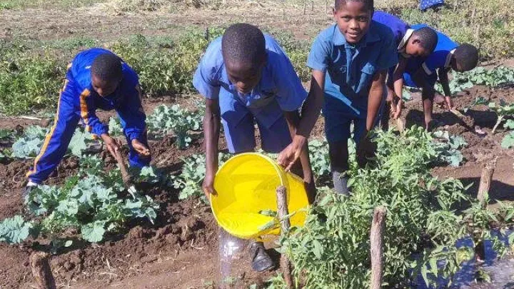 Gesundes Gemüse in Simbabwe dank Patenschaften, die durch World Vision vermittelt wurden