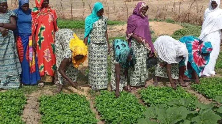 Landwirtschaft im Tschad