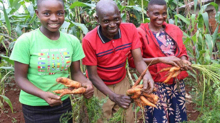 Vater Amand bei der Karottenernte