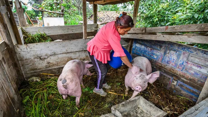 Maria mit ihren Schweinen