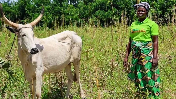 Tschad Landwirtschaft