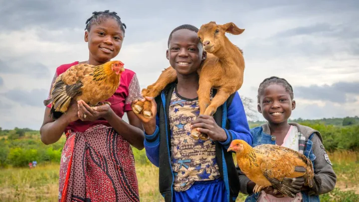 Bild mit Ziegen und Hühnern