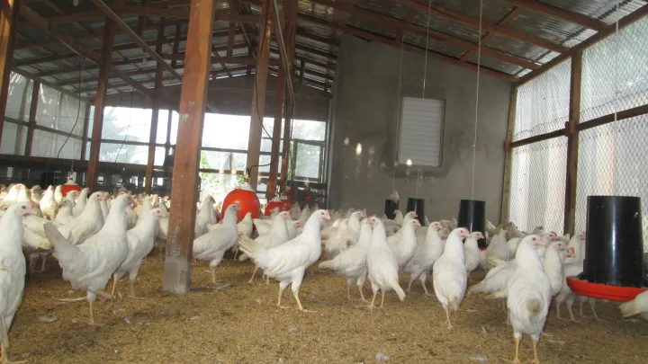 Bild der Hühnerfarm