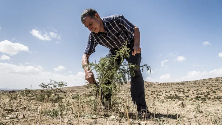 Tony Rinaudo, Alternativer Nobelpreisträger