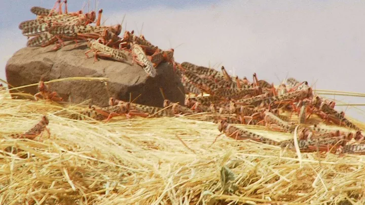 Heuschrecken Afrika Plage