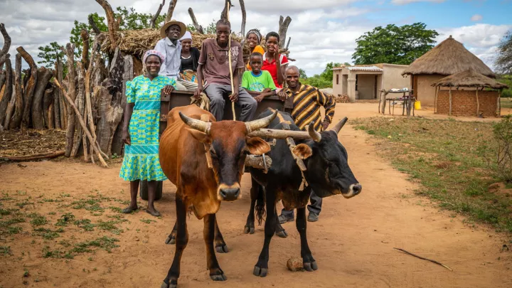 Familie betreibt Landwirtschaft mit ihren Kühen