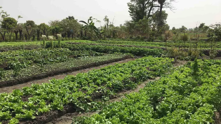 Gemeinsam mit der EU verbessert World Vision die Ernährungssicherheit im Tschad