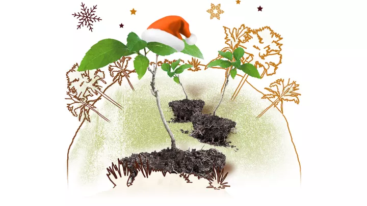 Obstbäume bringen Kinderaugen