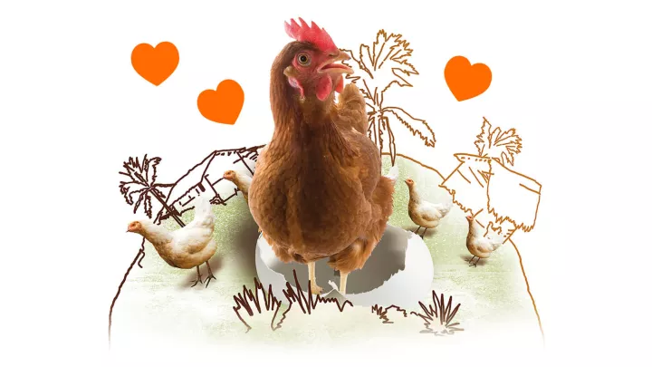 Zwei Hühner, ein Hahn mit Herz