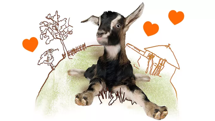 Ziege mit Herz