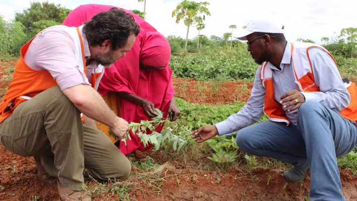 Felder mit klimaresilienten Pflanzen