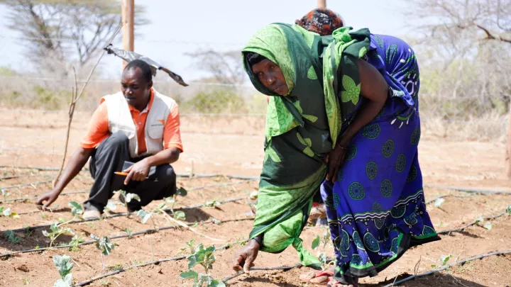 World Vision unterstützt Gemüseanbau mit sparsamer Bewässerung in Afrika. 