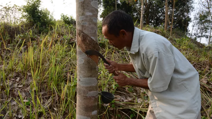 Lalramsans Vater bei der Arbeit in der Plantage.