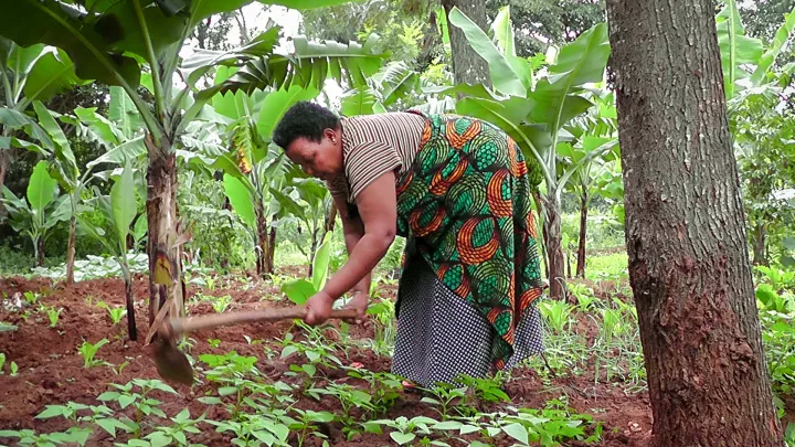 Frauen bei der Ernte