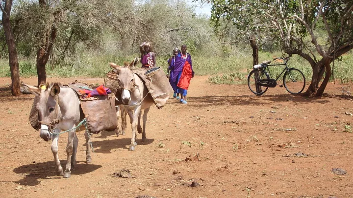 Auf dem Weg zum Markt
