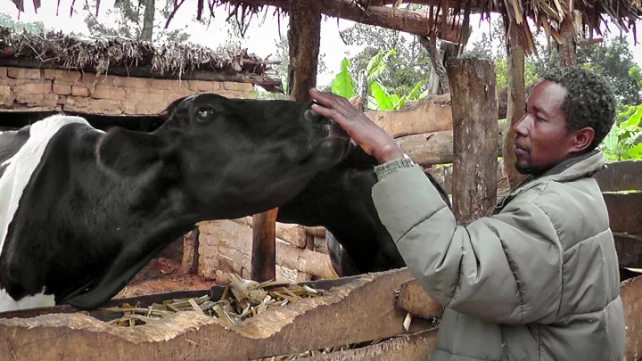 Ein Bauer und seine Kuh