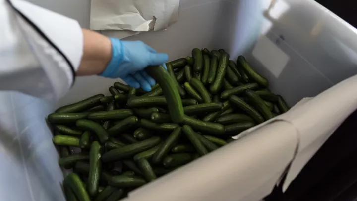 Nur die frischsten Produkte werden für das Schulessen verwendet