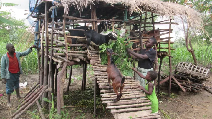 Ziegen als Nutztiere