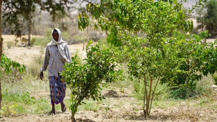 Wiederbegrünung funktioniert auch trockenen Gebieten