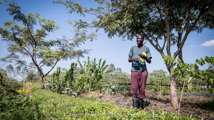 Bauer Andhamo in Kenia hat viel höhere Erträge, seit der Bäume großzieht.