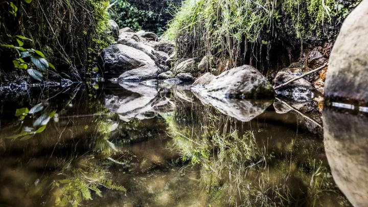 Wurzeln, Bäume, Wasser in Äthiopien