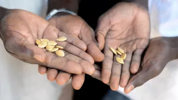 Kürbissamen als Symbol der Hoffnung in den Händen von Vater und Sohn - Flüchtlingen aus dem Sudan