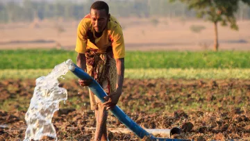 Wiederaufforstung  durch FMNR ist eine erfolgsversprechende Methode gegen Wüstenbildung