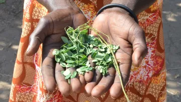 Moringa ist wie eine Apotheke im Garten