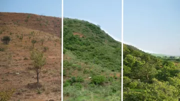 Wiederaufforstung in Ghana