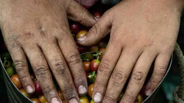 Frisch geernteter Kaffee