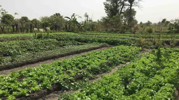 Gemeinsam mit der EU verbessert World Vision die Ernährungssicherheit im Tschad