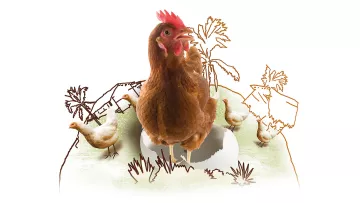 Ein Hahn und zwei Hennen