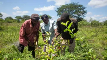 FMNR-Botschafter erhalten eine spezifische Schulung, kontinuierliche  Unterstützung und Anerkennung für ihre Arbeit