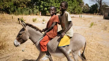 Jungen reiten auf einem Esel im Senegal
