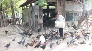 Junge mit Hühnern in Kambodscha
