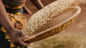 Landwirtschaft in Malawi