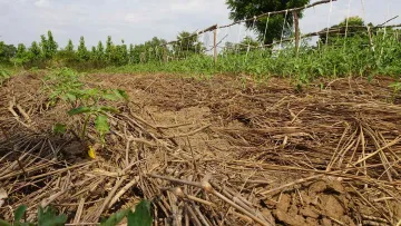 Situation in Uganda: Dürre und Waldsterben