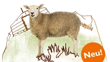 Sinnvoll schenken: Schaf