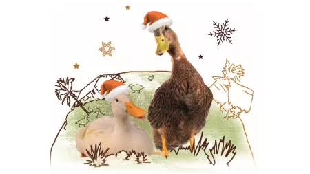 sinnvolles Schenken: ein Entenpaar zu Weihnachten